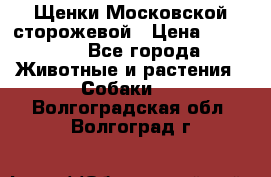 Щенки Московской сторожевой › Цена ­ 35 000 - Все города Животные и растения » Собаки   . Волгоградская обл.,Волгоград г.